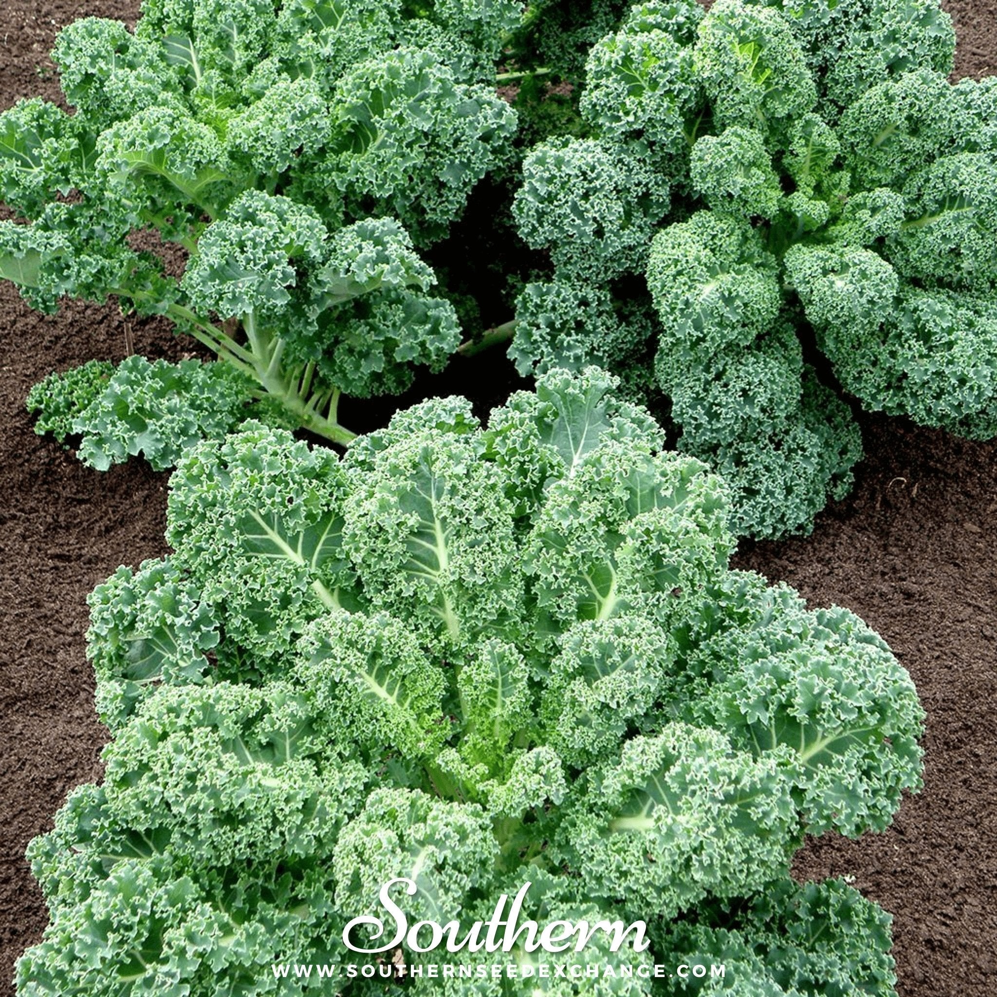 Kale, Dwarf Blue Curled Scotch (Brassica oleracea) - 250 Seeds seed packet from Seed Therapy – American - grown, heirloom seeds