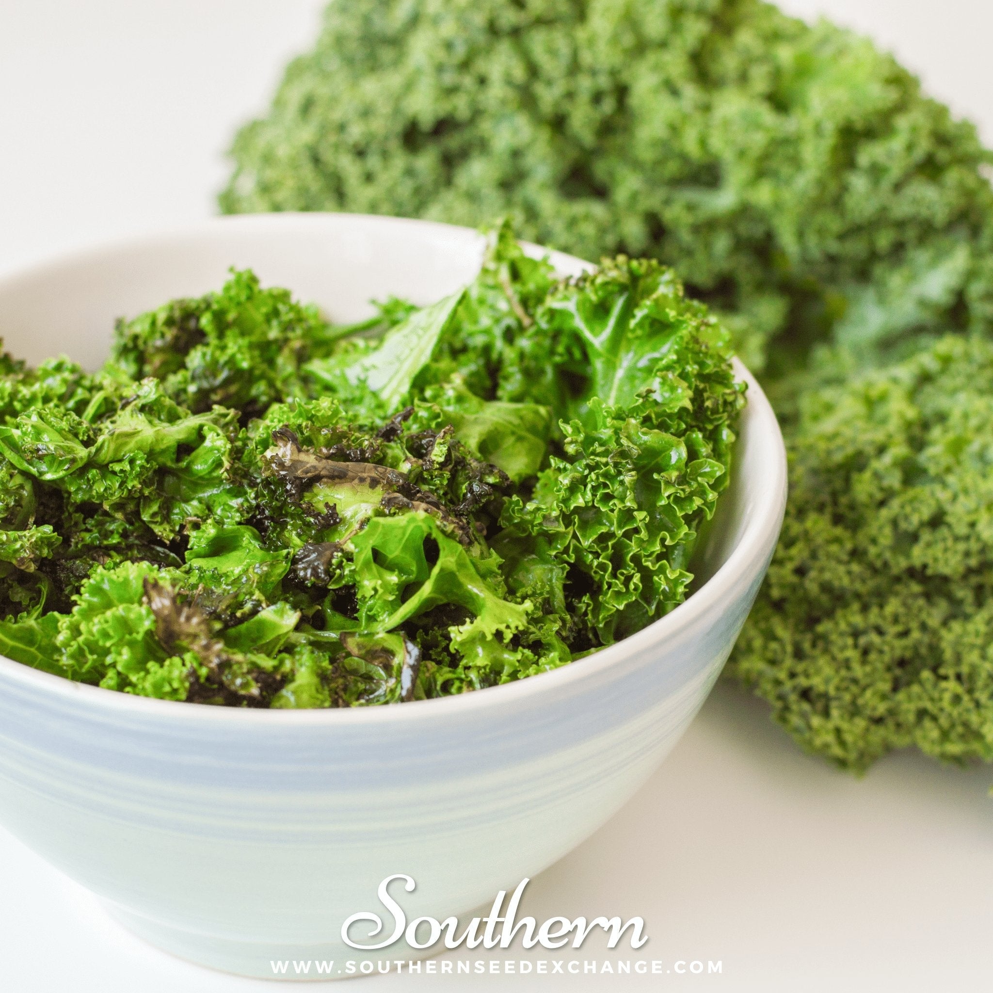 Kale, Dwarf Blue Curled Scotch (Brassica oleracea) - 250 Seeds seed packet from Seed Therapy – American - grown, heirloom seeds