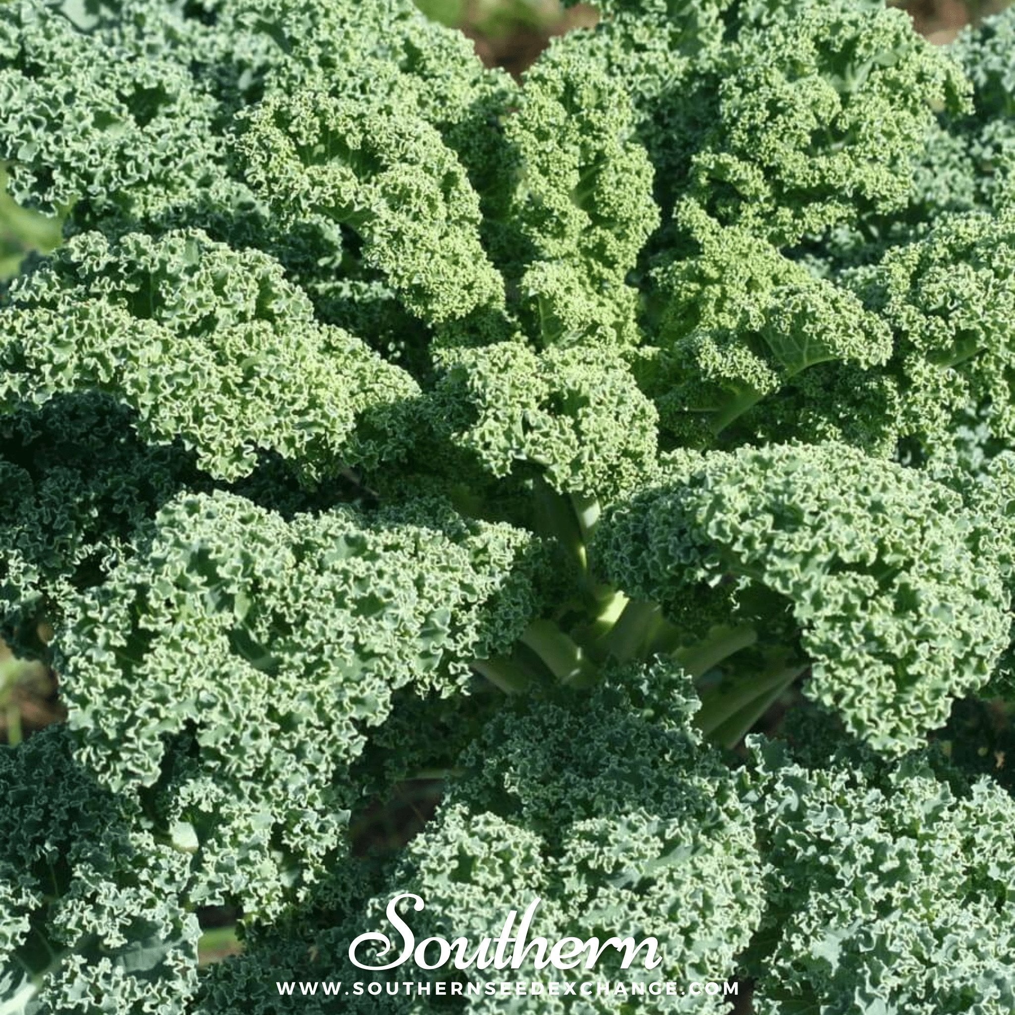 Kale, Dwarf Blue Curled Scotch (Brassica oleracea) - 250 Seeds seed packet from Seed Therapy – American - grown, heirloom seeds