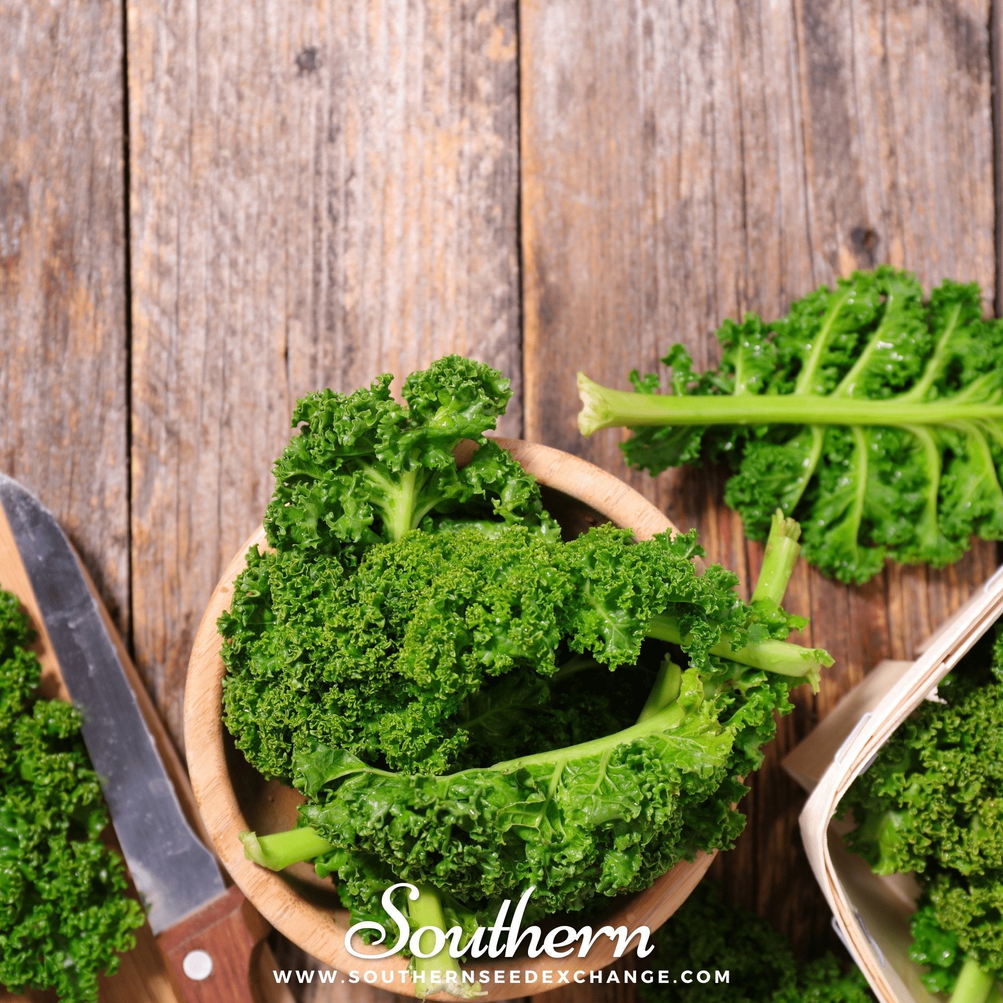 Kale, Dwarf Siberian (Brassica napus) - 250 Seeds seed packet from Seed Therapy – American - grown, heirloom seeds