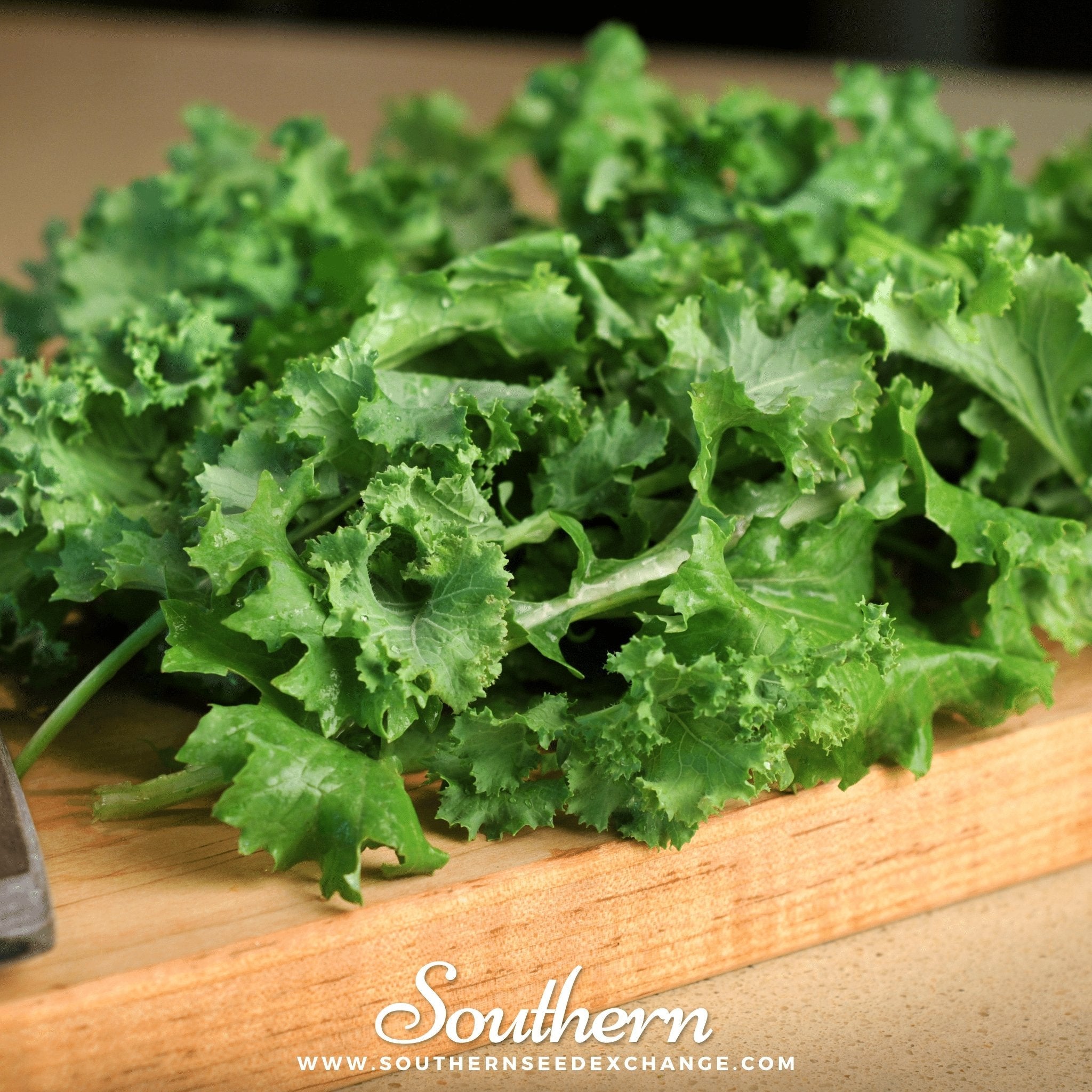 Kale, Dwarf Siberian (Brassica napus) - 250 Seeds seed packet from Seed Therapy – American - grown, heirloom seeds