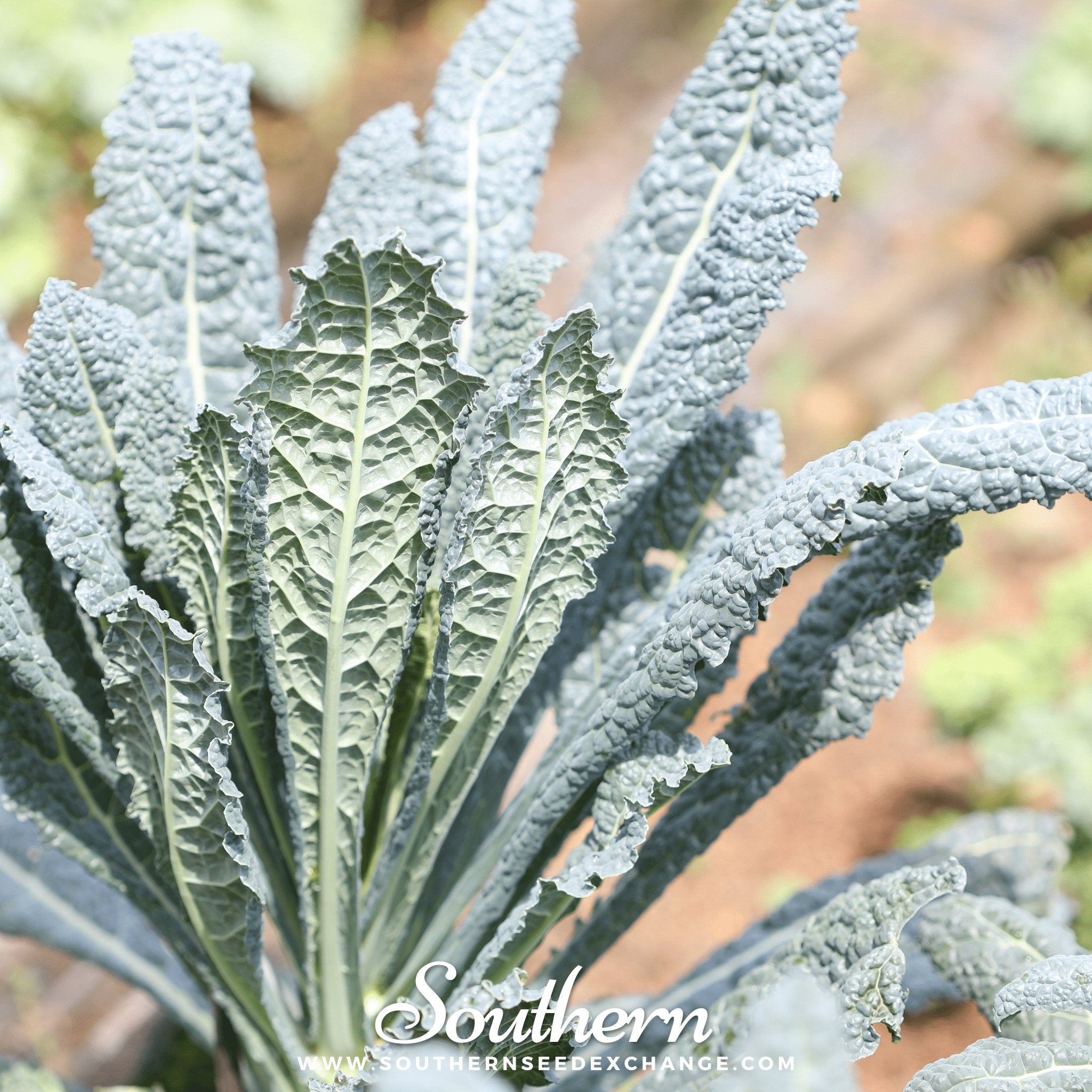 Kale, Lacinato "Dinosaur" (Brassica oleracea) - 250 Seeds seed packet from Seed Therapy – American - grown, heirloom seeds