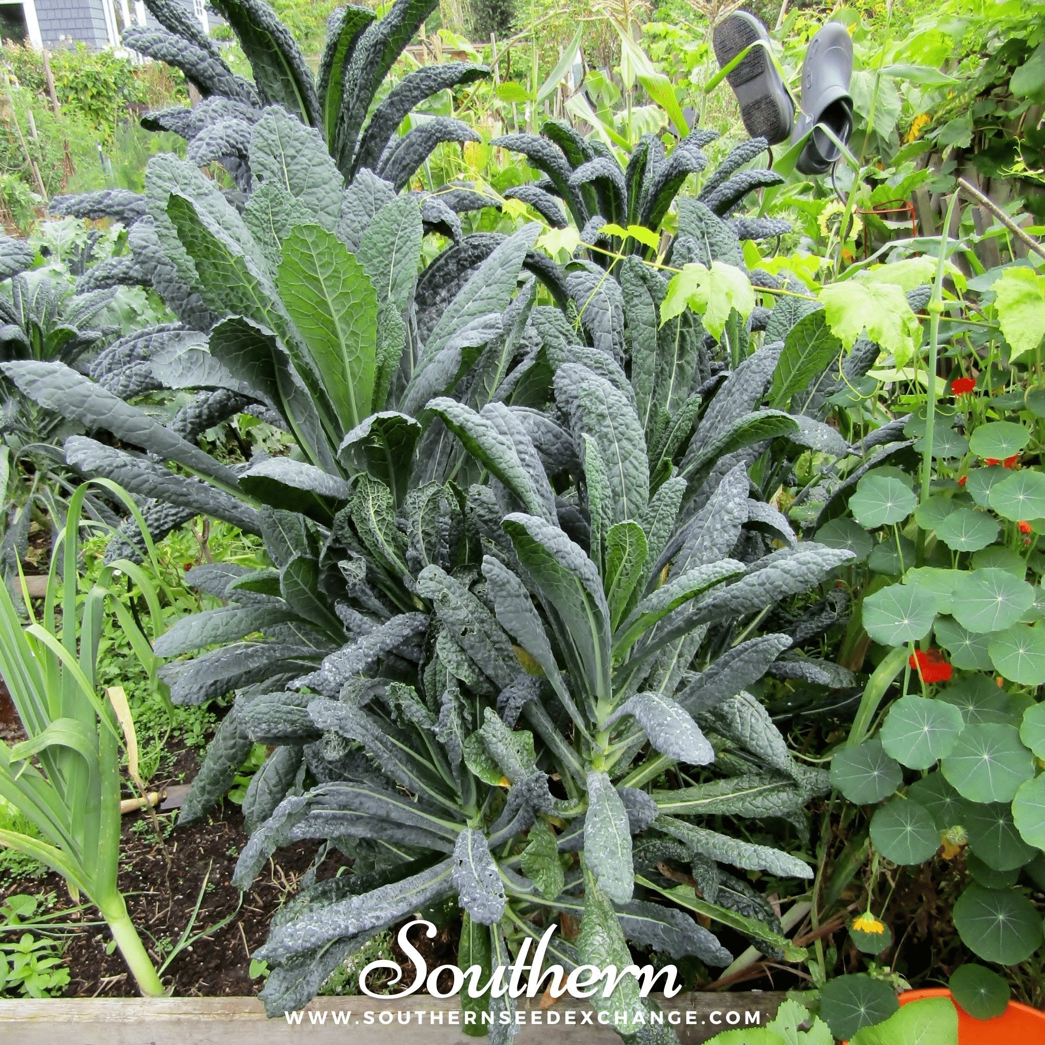 Kale, Lacinato "Dinosaur" (Brassica oleracea) - 250 Seeds seed packet from Seed Therapy – American - grown, heirloom seeds