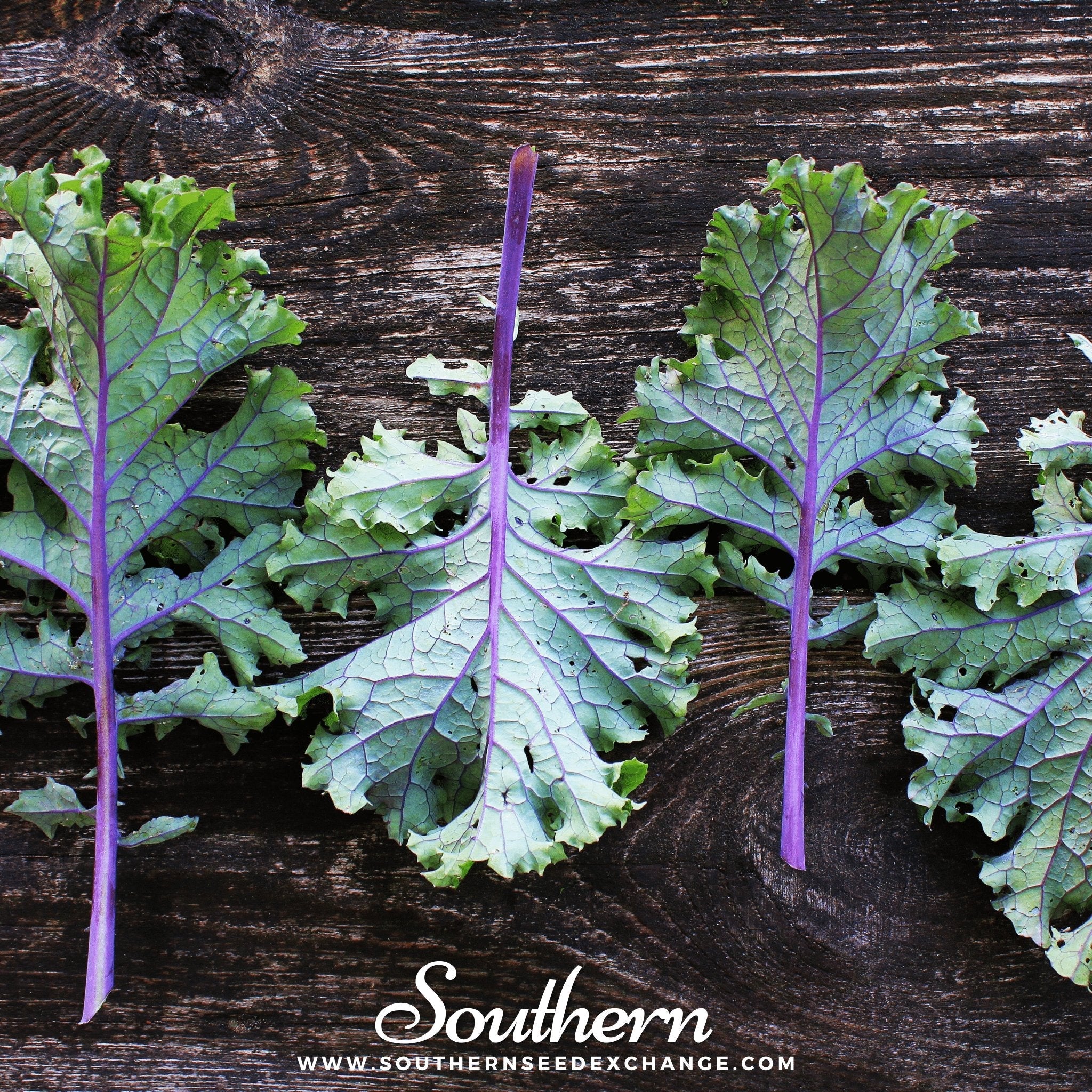 Kale, Red Russian (Brassica oleracea) - 250 Seeds seed packet from Seed Therapy – American - grown, heirloom seeds