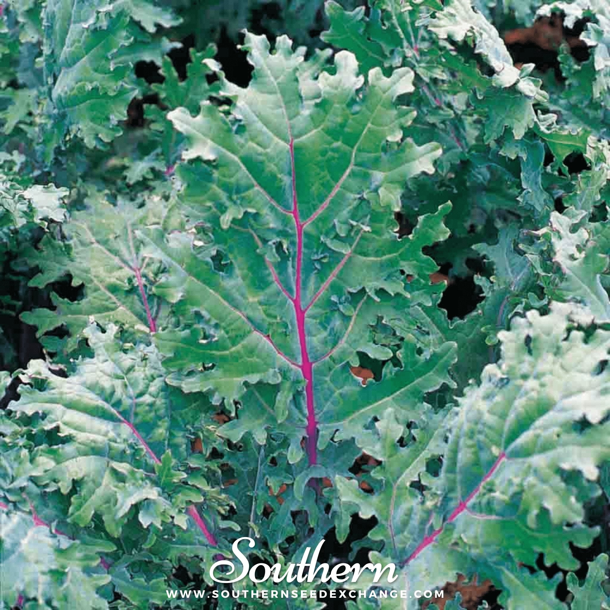 Kale, Red Russian (Brassica oleracea) - 250 Seeds seed packet from Seed Therapy – American - grown, heirloom seeds
