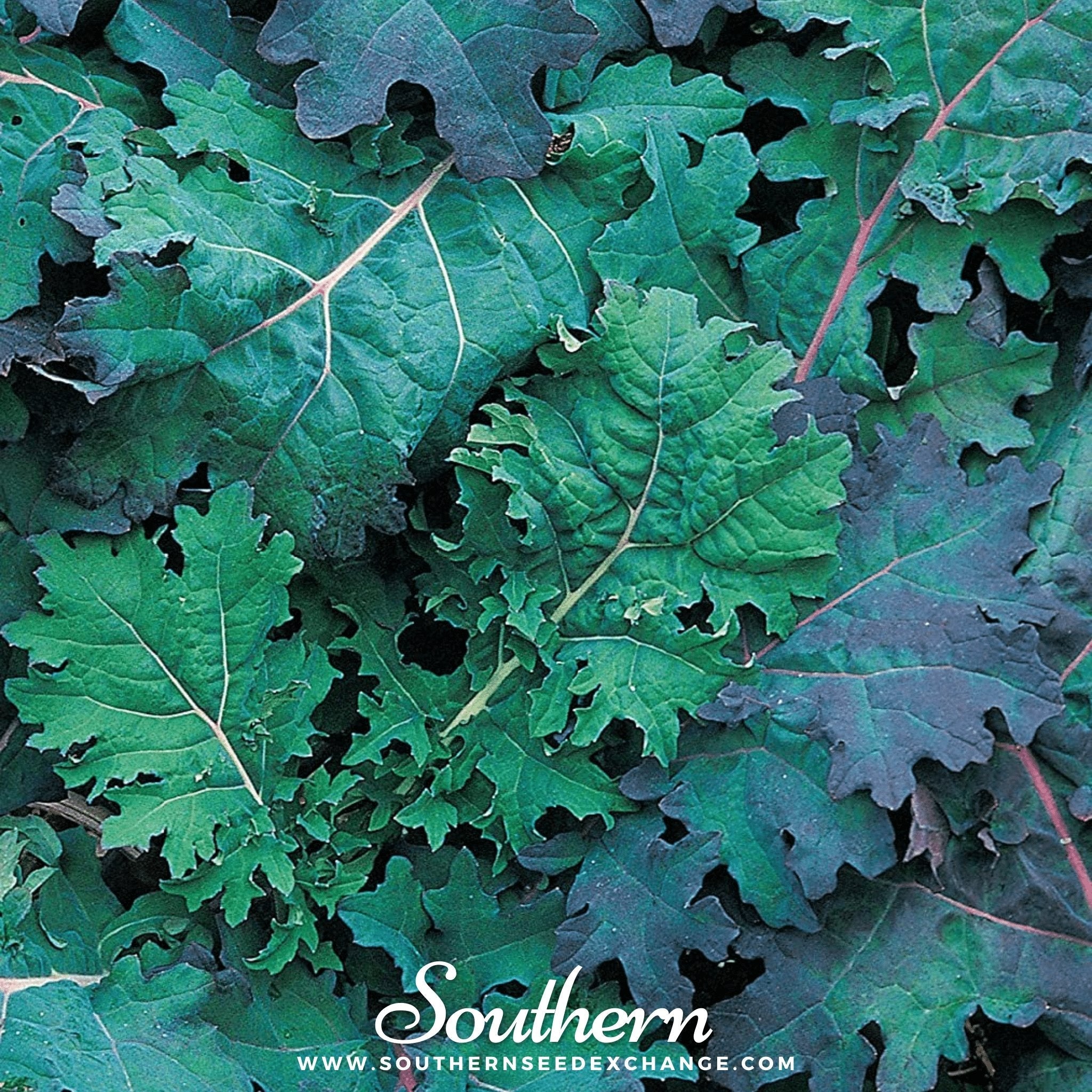 Kale, Red Russian (Brassica oleracea) - 250 Seeds seed packet from Seed Therapy – American - grown, heirloom seeds