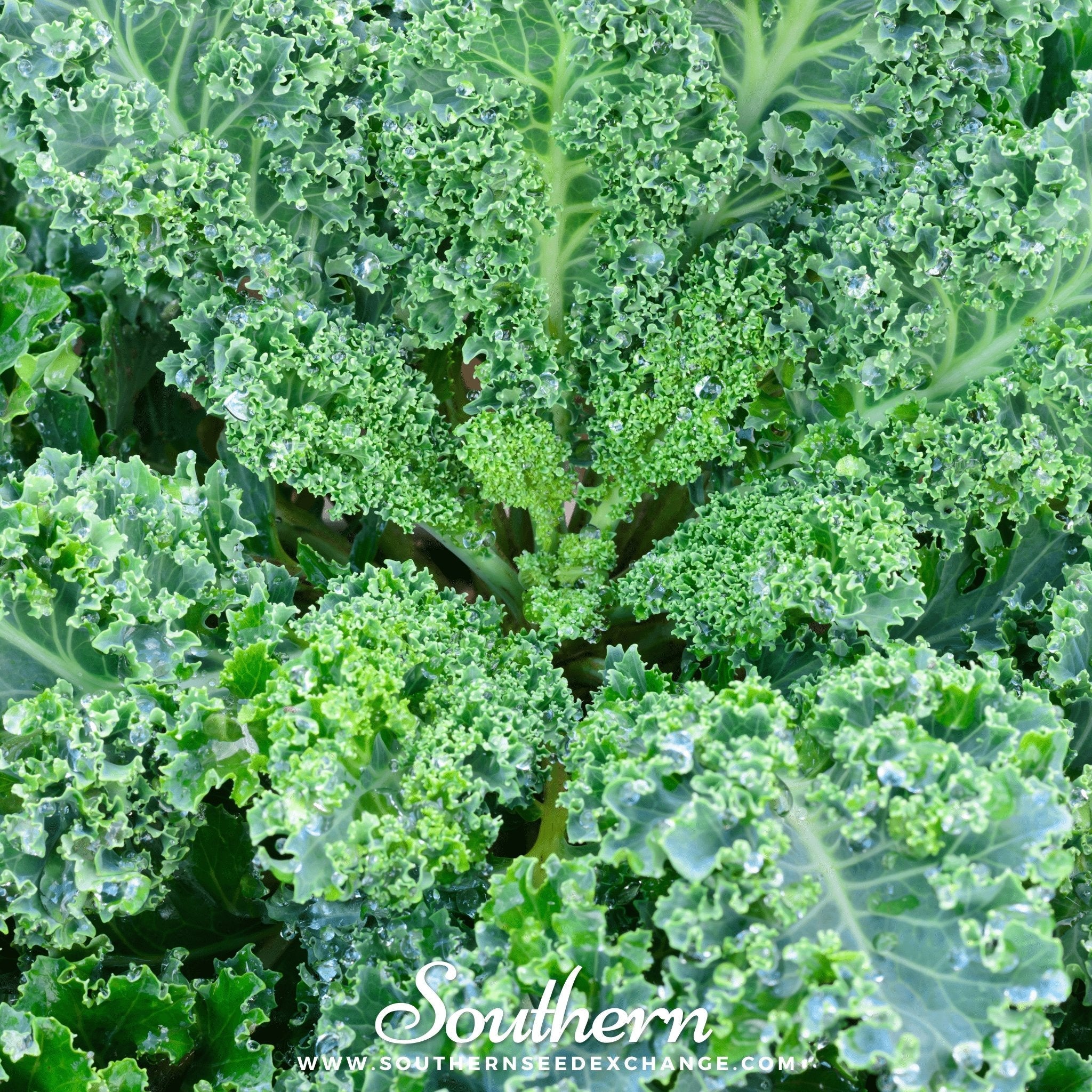 Kale, Vates Blue Scotch Curled (Brassica oleracea) - 250 Seeds seed packet from Seed Therapy – American - grown, heirloom seeds