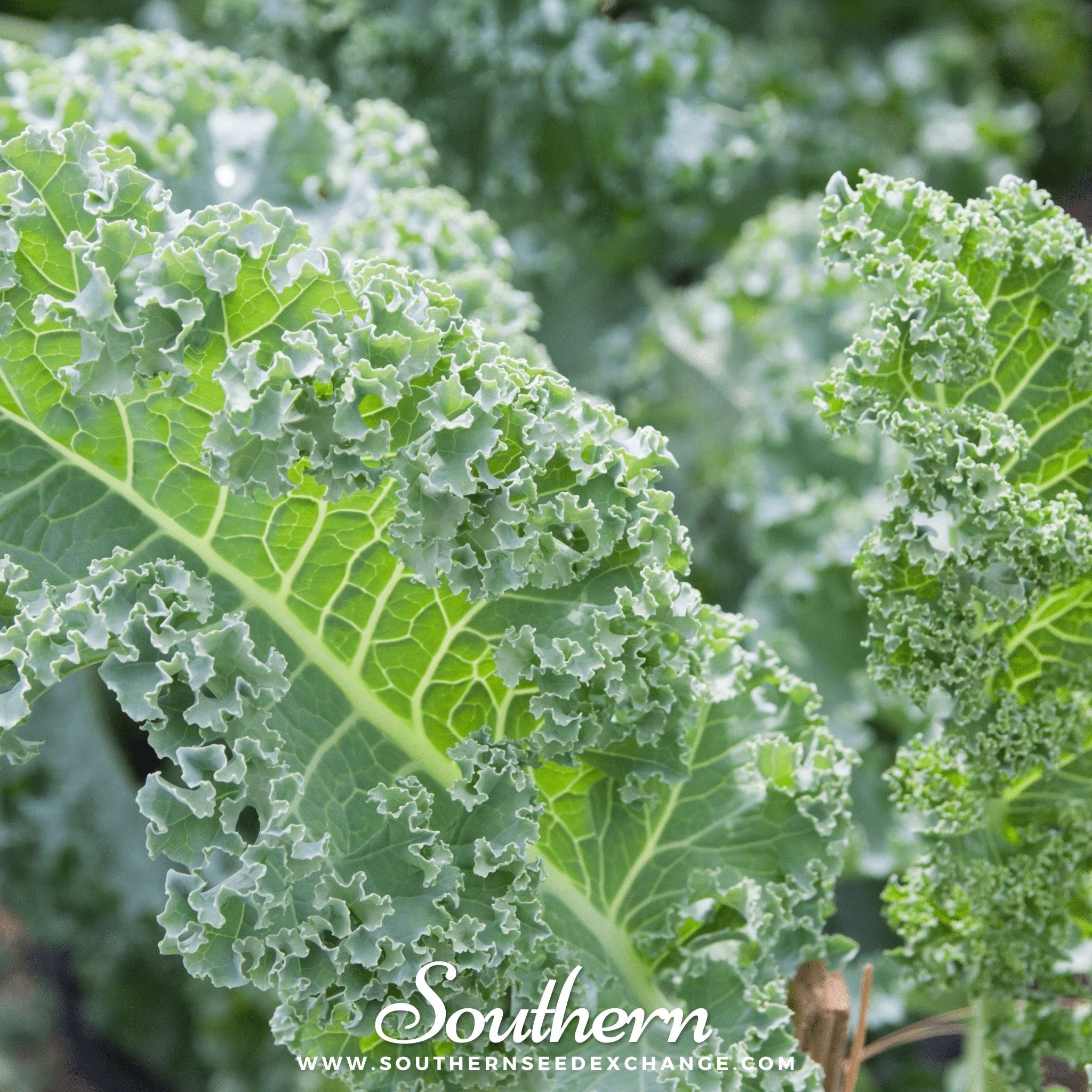 Kale, Vates Blue Scotch Curled (Brassica oleracea) - 250 Seeds seed packet from Seed Therapy – American - grown, heirloom seeds