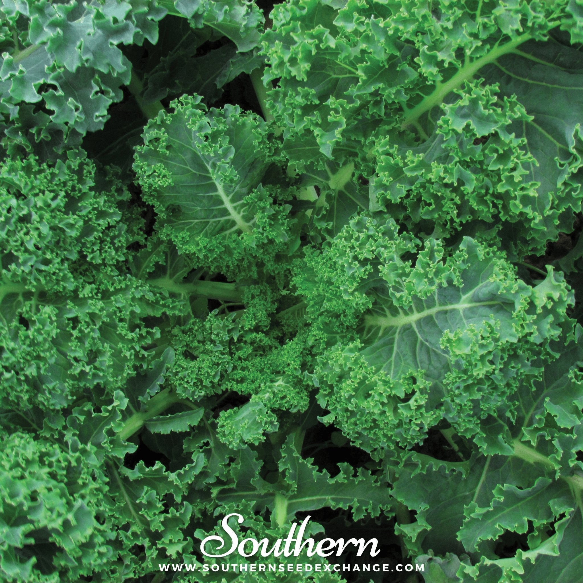 Kale, Vates Blue Scotch Curled (Brassica oleracea) - 250 Seeds seed packet from Seed Therapy – American - grown, heirloom seeds