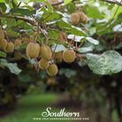 Kiwi Fruit (Actinidia chinensis) - 100 Seeds seed packet from Seed Therapy – American - grown, heirloom seeds