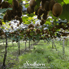 Kiwi Fruit (Actinidia chinensis) - 100 Seeds seed packet from Seed Therapy – American - grown, heirloom seeds