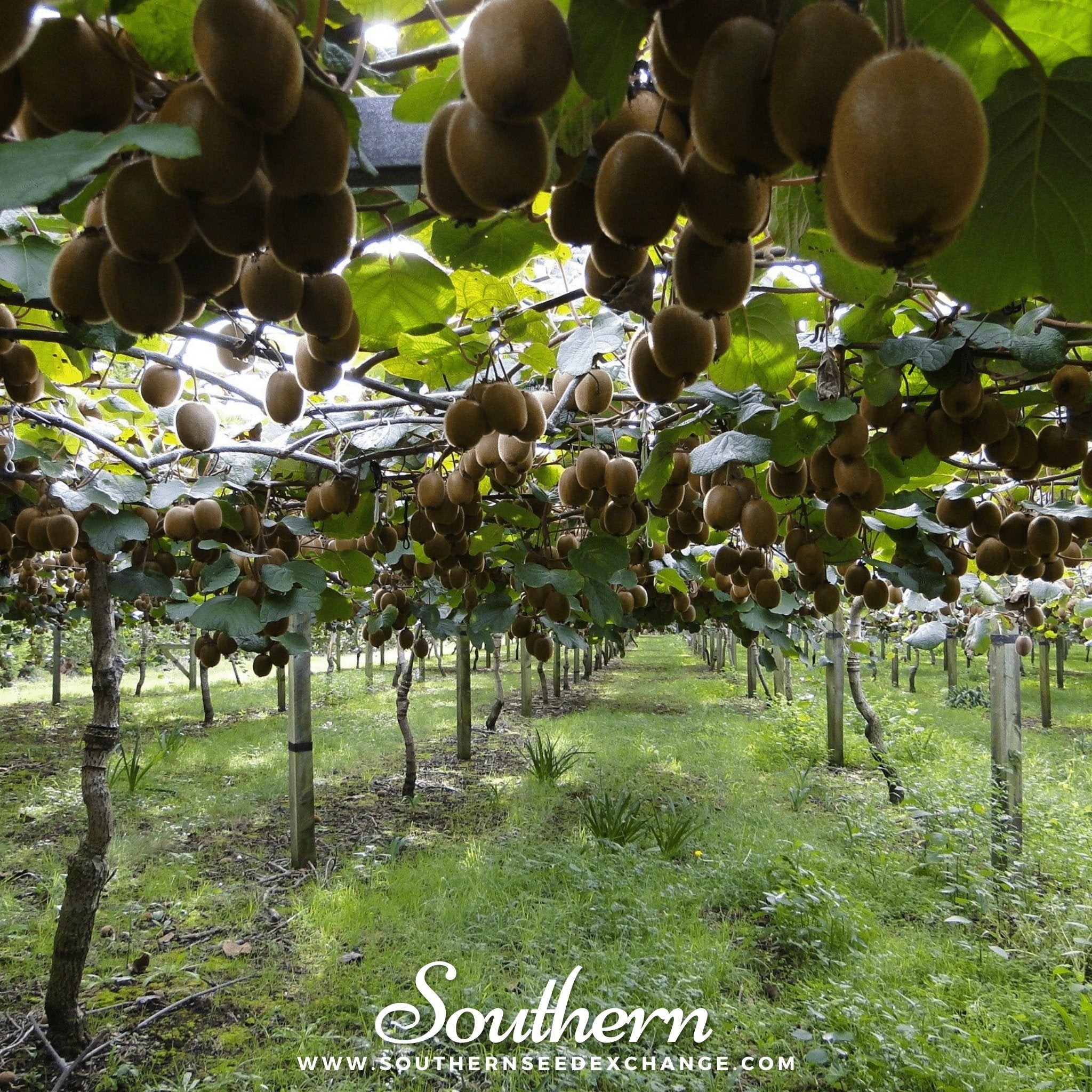 Kiwi Fruit (Actinidia chinensis) - 100 Seeds seed packet from Seed Therapy – American - grown, heirloom seeds
