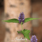 Korean Mint (Agastache Rugosa) - 50 Seeds seed packet from Seed Therapy – American - grown, heirloom seeds