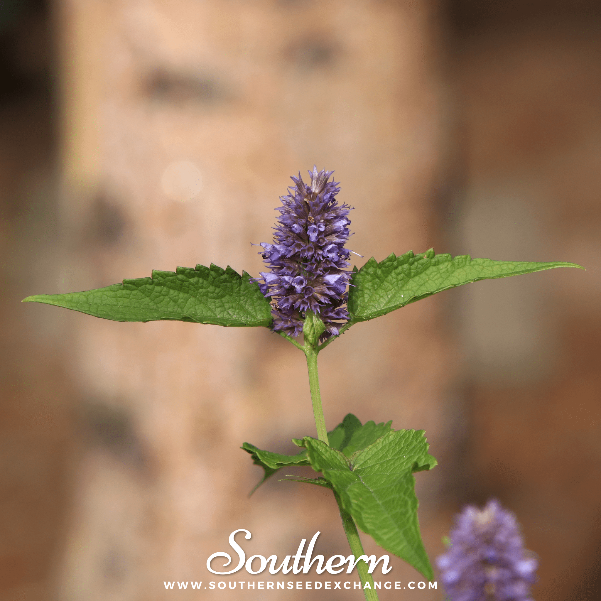 Korean Mint (Agastache Rugosa) - 50 Seeds seed packet from Seed Therapy – American - grown, heirloom seeds