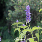 Korean Mint (Agastache Rugosa) - 50 Seeds seed packet from Seed Therapy – American - grown, heirloom seeds