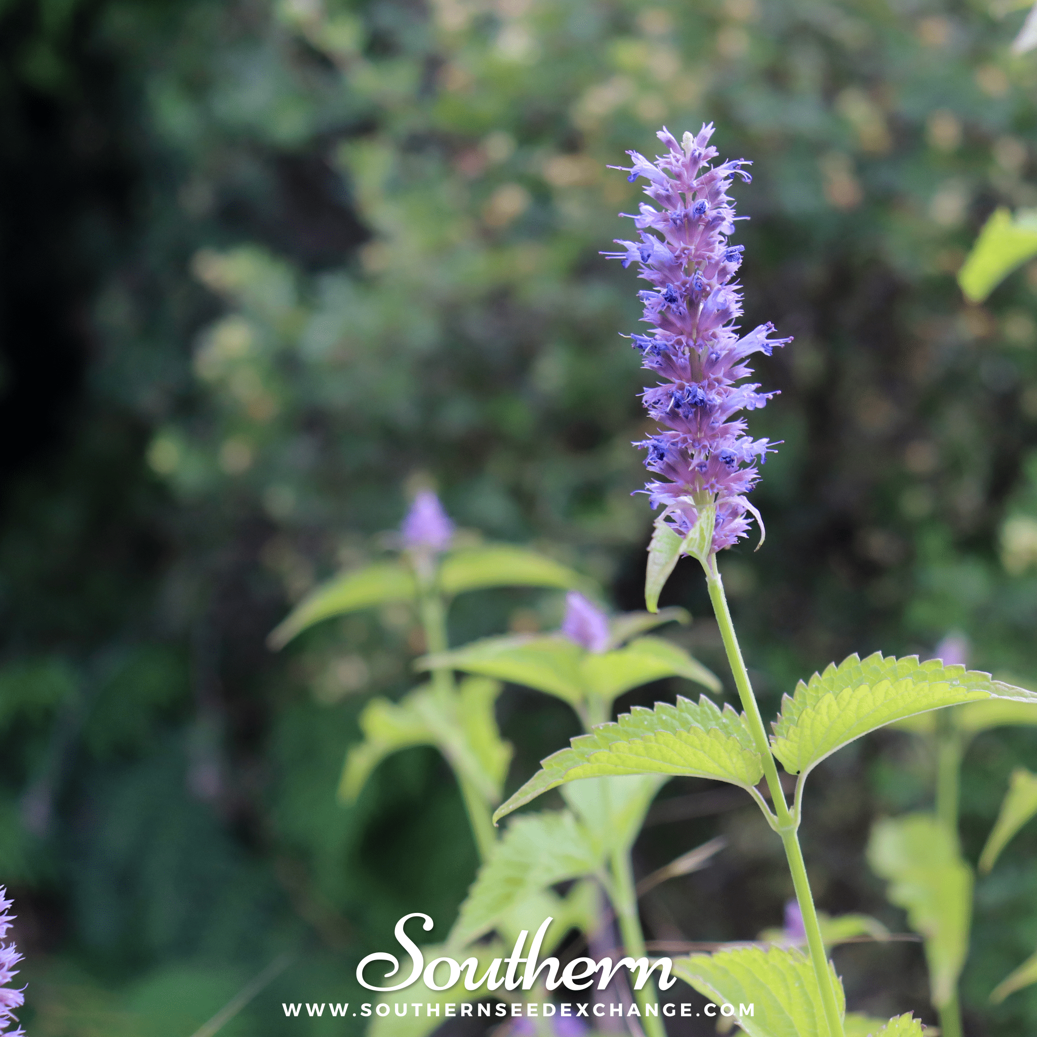 Korean Mint (Agastache Rugosa) - 50 Seeds seed packet from Seed Therapy – American - grown, heirloom seeds