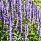 Korean Mint (Agastache Rugosa) - 50 Seeds seed packet from Seed Therapy – American - grown, heirloom seeds