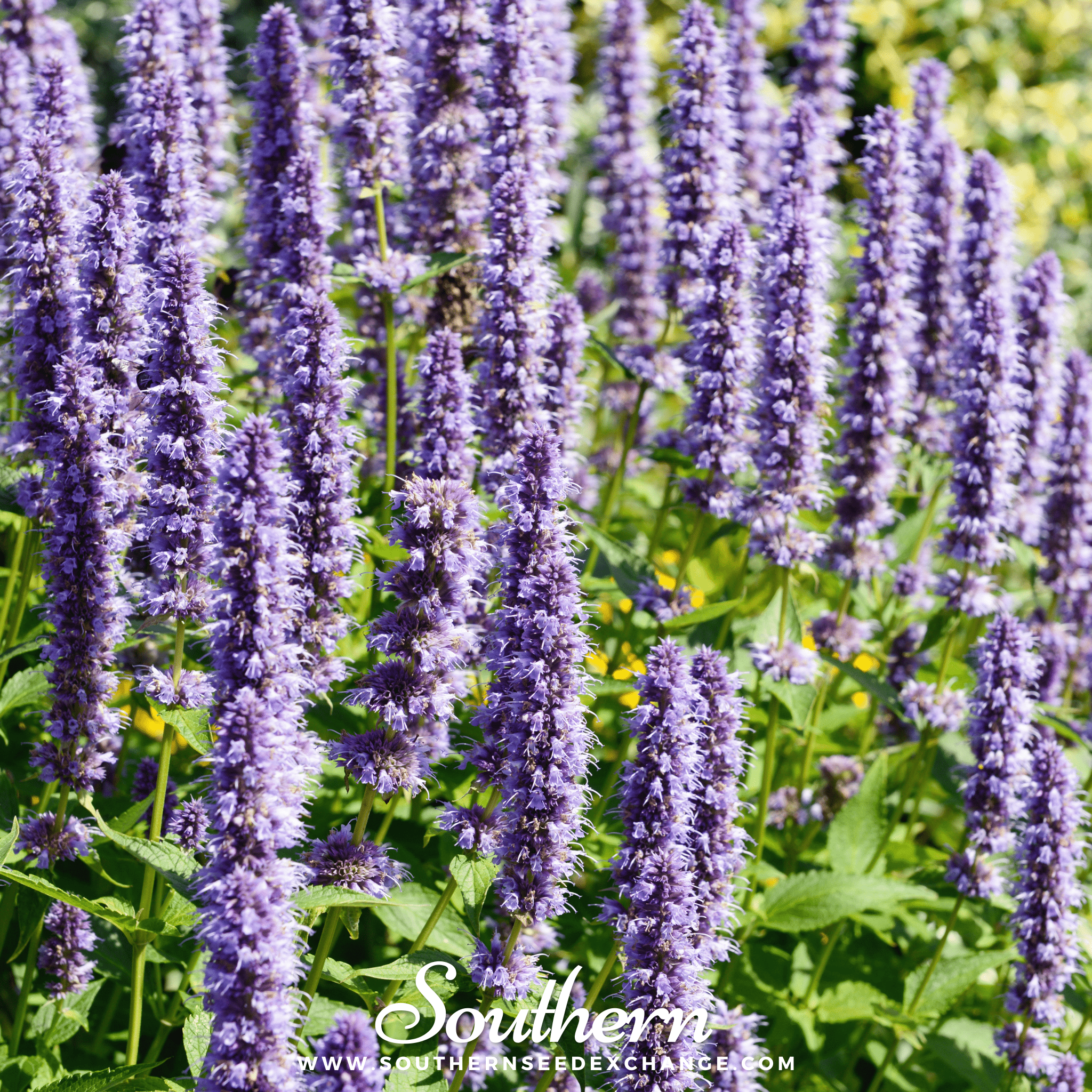 Korean Mint (Agastache Rugosa) - 50 Seeds seed packet from Seed Therapy – American - grown, heirloom seeds