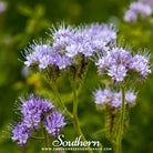 Lacy Phacelia (Phacelia Tanacetifolia) - 200 Seeds seed packet from Seed Therapy – American - grown, heirloom seeds