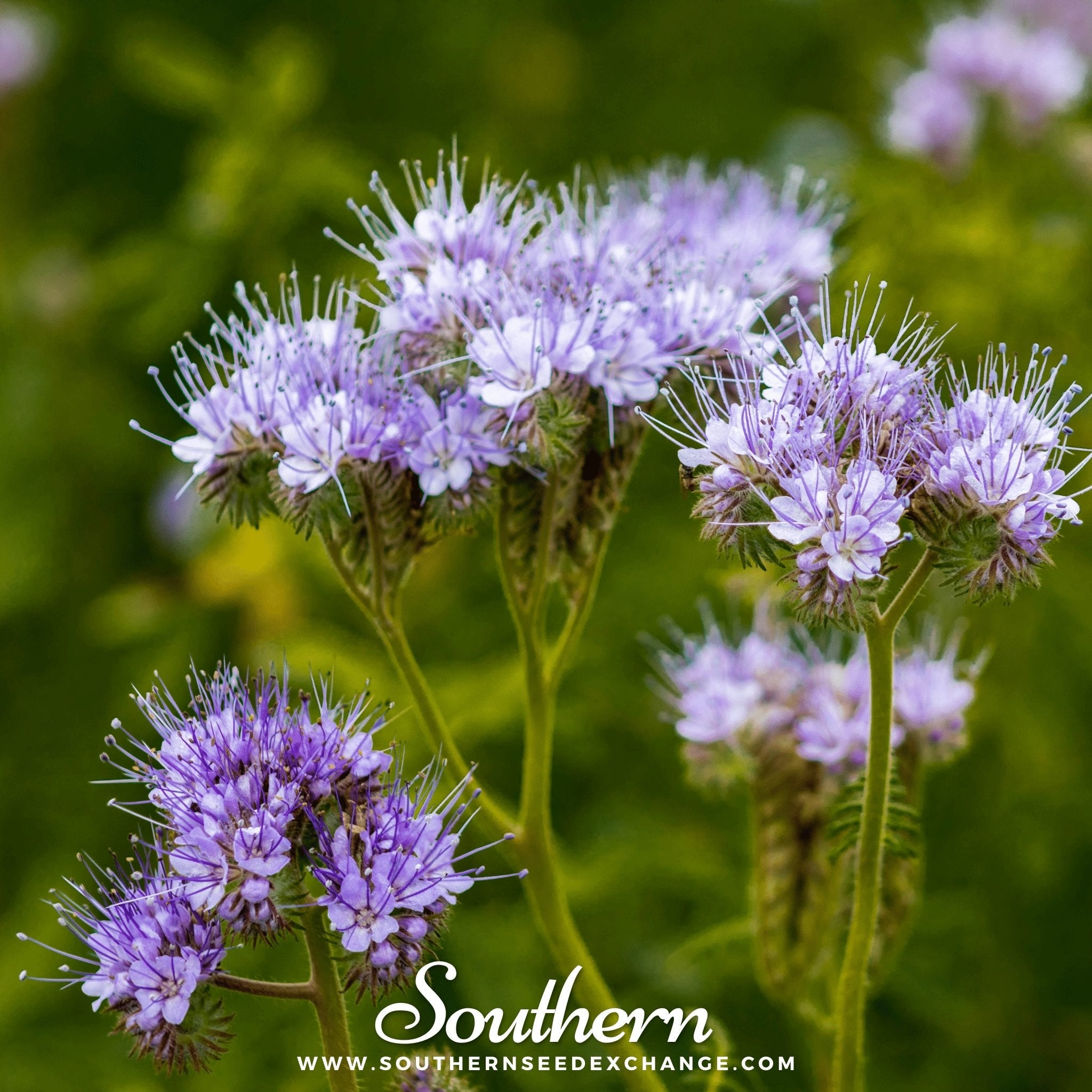 Lacy Phacelia (Phacelia Tanacetifolia) - 200 Seeds seed packet from Seed Therapy – American - grown, heirloom seeds