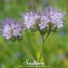 Lacy Phacelia (Phacelia Tanacetifolia) - 200 Seeds seed packet from Seed Therapy – American - grown, heirloom seeds