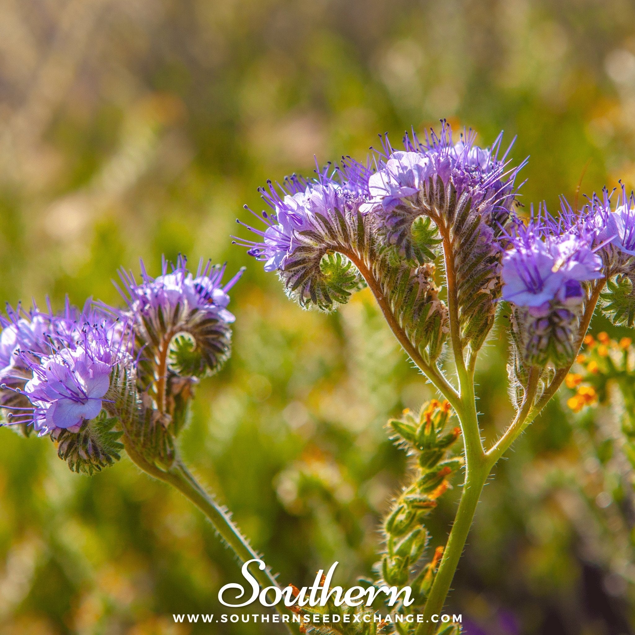 Lacy Phacelia (Phacelia Tanacetifolia) - 200 Seeds seed packet from Seed Therapy – American - grown, heirloom seeds