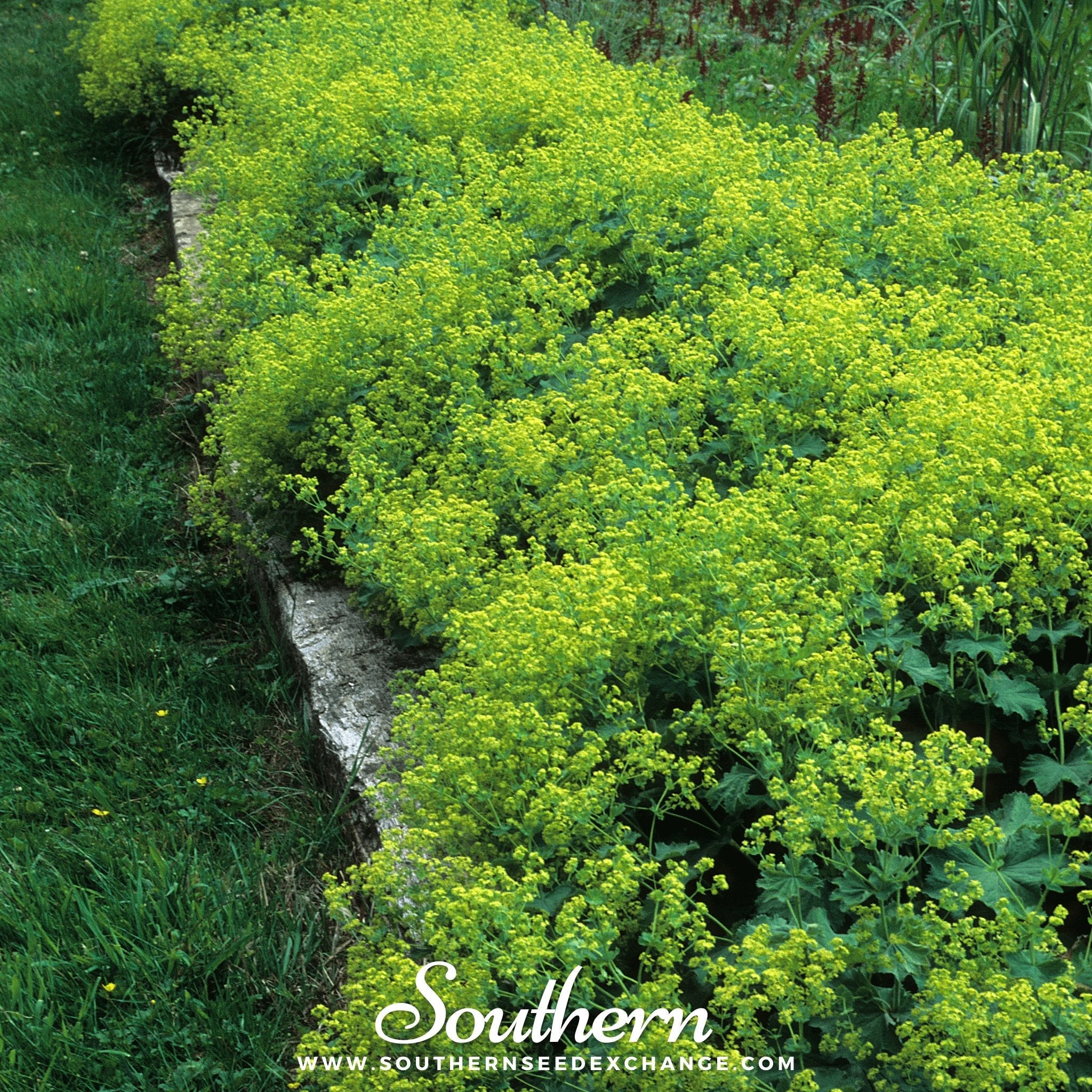 Lady’s Mantle (Alchemilla Mollis) - 50 Seeds seed packet from Seed Therapy – American - grown, heirloom seeds