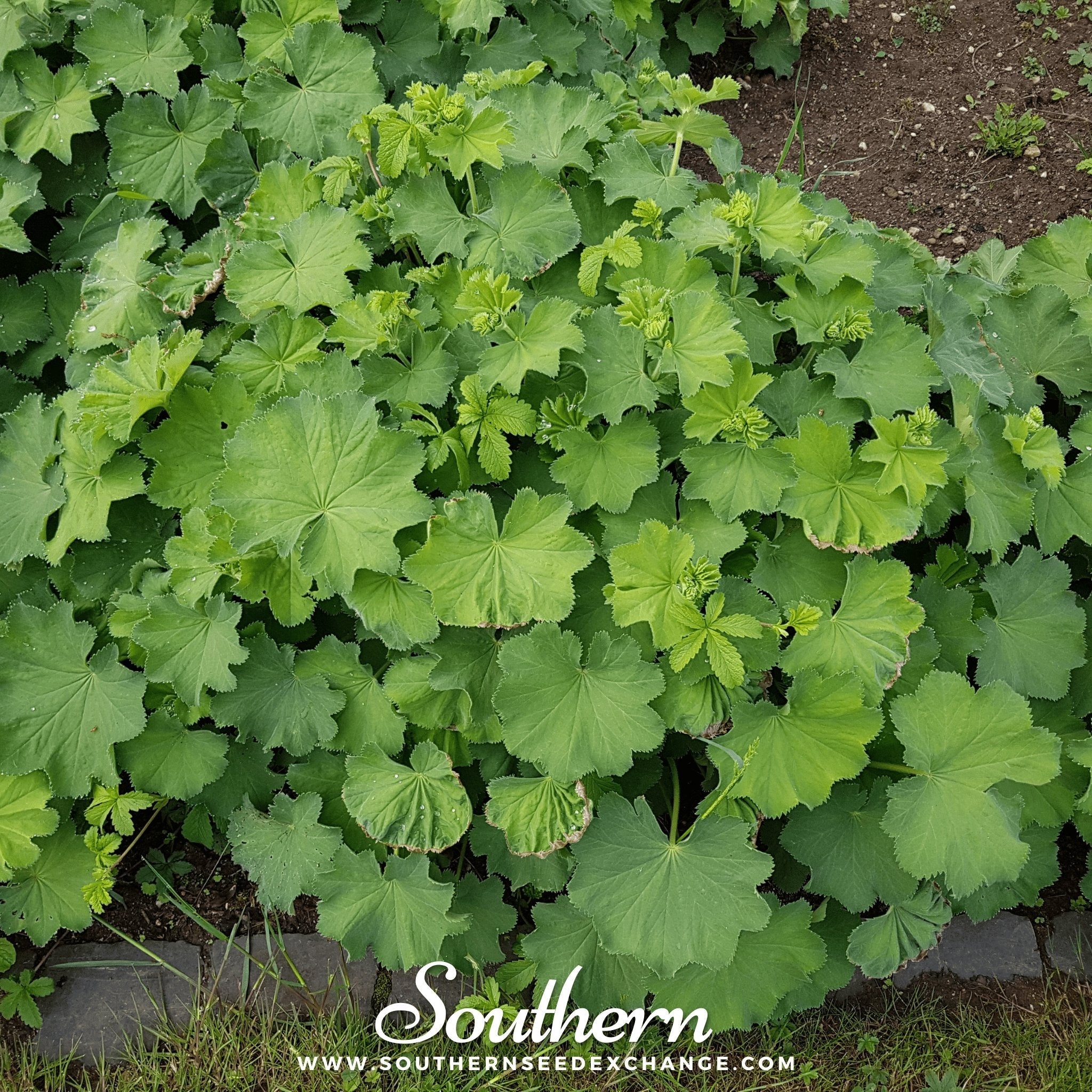 Lady’s Mantle (Alchemilla Mollis) - 50 Seeds seed packet from Seed Therapy – American - grown, heirloom seeds