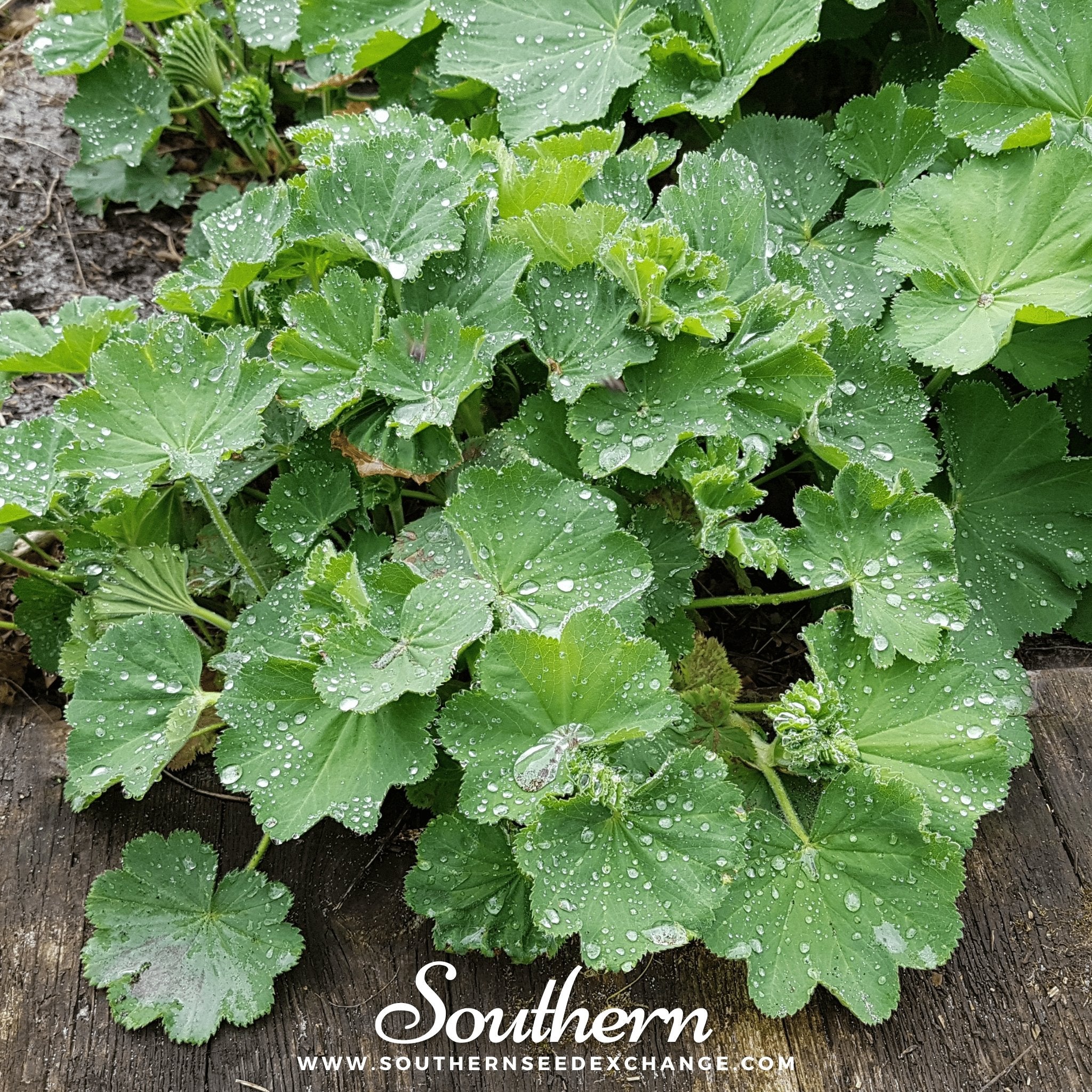 Lady’s Mantle (Alchemilla Mollis) - 50 Seeds seed packet from Seed Therapy – American - grown, heirloom seeds