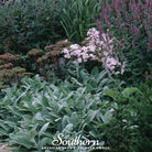 Lamb's Ear (Stachys byzantina) - 50 Seeds seed packet from Seed Therapy – American - grown, heirloom seeds