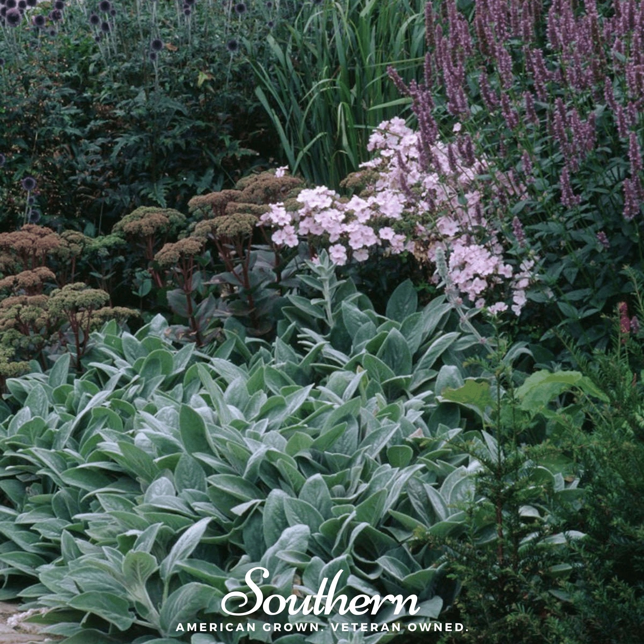 Lamb's Ear (Stachys byzantina) - 50 Seeds seed packet from Seed Therapy – American - grown, heirloom seeds