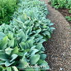 Lamb's Ear (Stachys byzantina) - 50 Seeds seed packet from Seed Therapy – American - grown, heirloom seeds