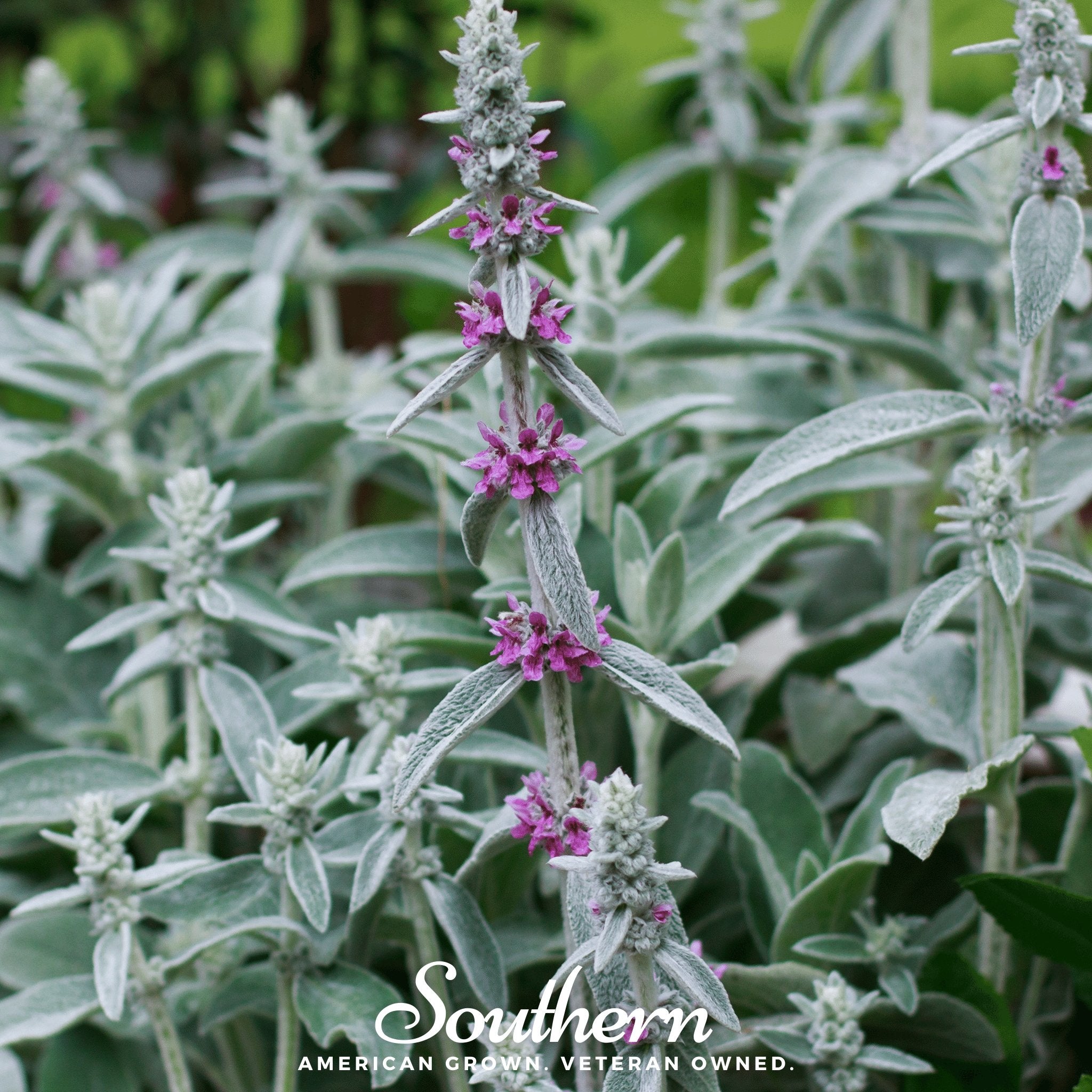 Lamb's Ear (Stachys byzantina) - 50 Seeds seed packet from Seed Therapy – American - grown, heirloom seeds