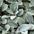 Lamb's Ear (Stachys byzantina) - 50 Seeds seed packet from Seed Therapy – American - grown, heirloom seeds