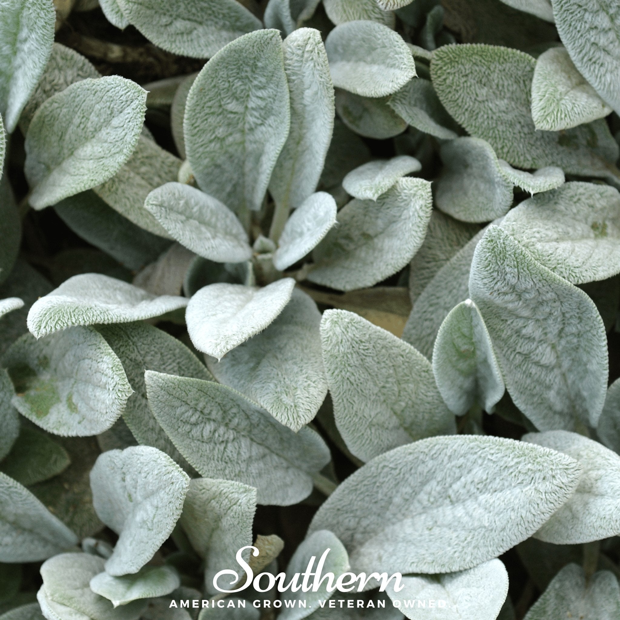 Lamb's Ear (Stachys byzantina) - 50 Seeds seed packet from Seed Therapy – American - grown, heirloom seeds