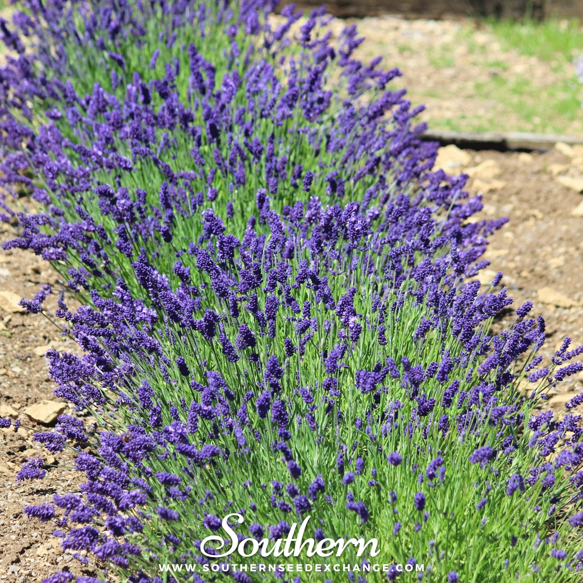 Lavender, Hidcote (Lavandula angustifolia Hicote) - 50 Seeds seed packet from Seed Therapy – American - grown, heirloom seeds