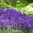 Lavender, Hidcote (Lavandula angustifolia Hicote) - 50 Seeds seed packet from Seed Therapy – American - grown, heirloom seeds