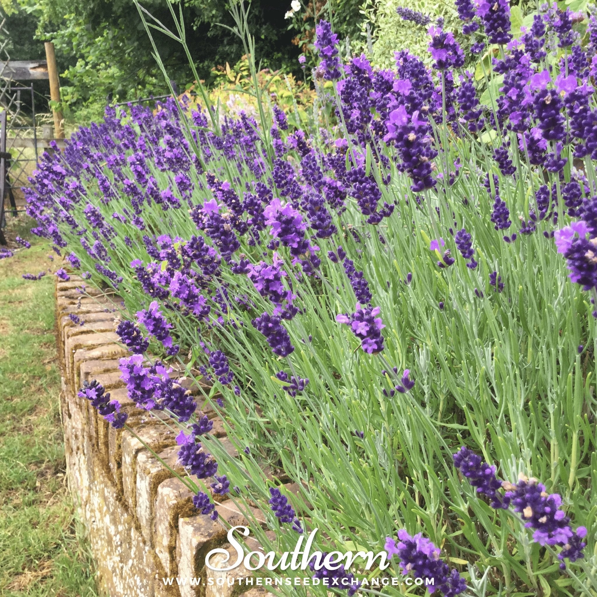 Lavender, Hidcote (Lavandula angustifolia Hicote) - 50 Seeds seed packet from Seed Therapy – American - grown, heirloom seeds