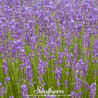 Lavender, Munstead (Lavandula angustifolia) - 50 Seeds seed packet from Seed Therapy – American - grown, heirloom seeds