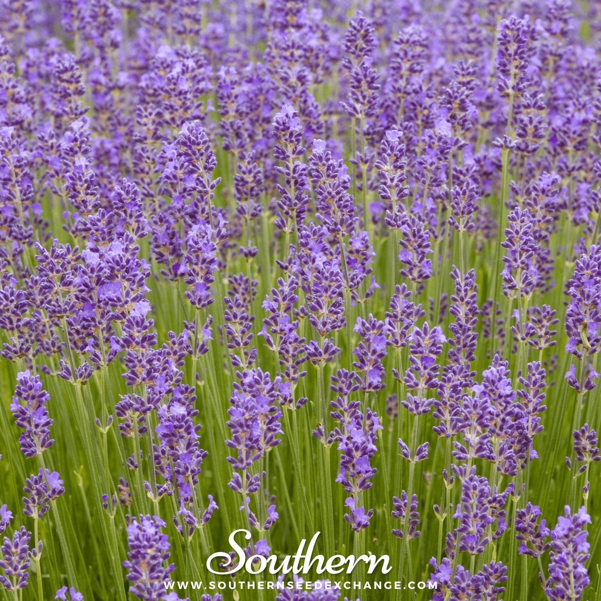 Lavender, Munstead (Lavandula angustifolia) - 50 Seeds seed packet from Seed Therapy – American - grown, heirloom seeds
