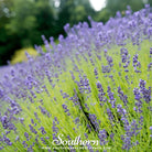 Lavender, Munstead (Lavandula angustifolia) - 50 Seeds seed packet from Seed Therapy – American - grown, heirloom seeds