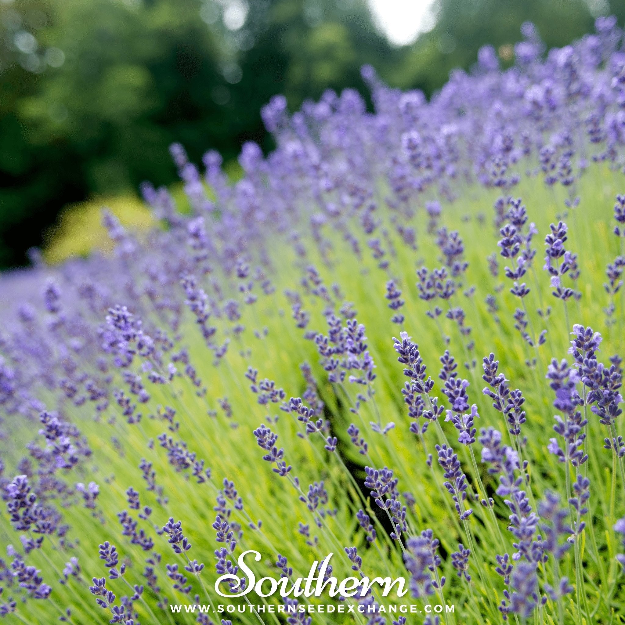 Lavender, Munstead (Lavandula angustifolia) - 50 Seeds seed packet from Seed Therapy – American - grown, heirloom seeds