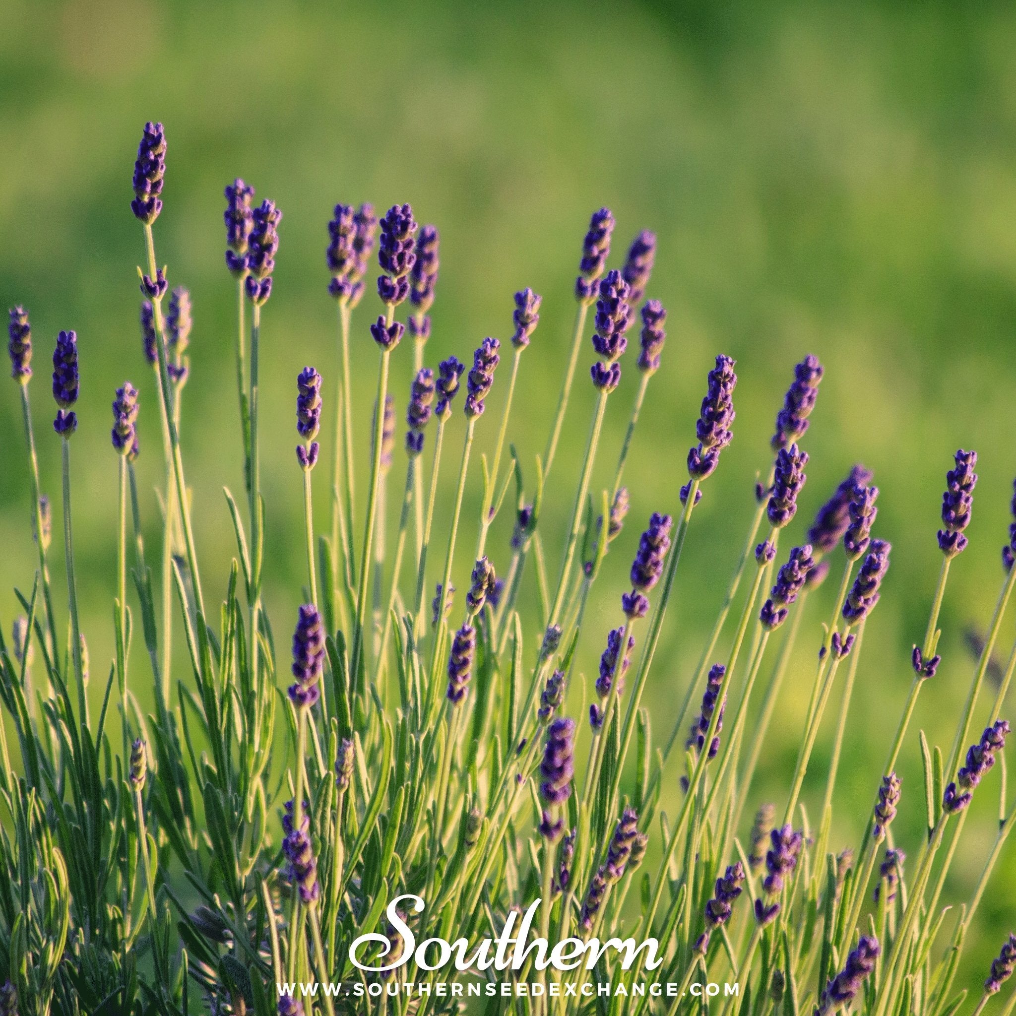 lavender-munstead-lavandula-