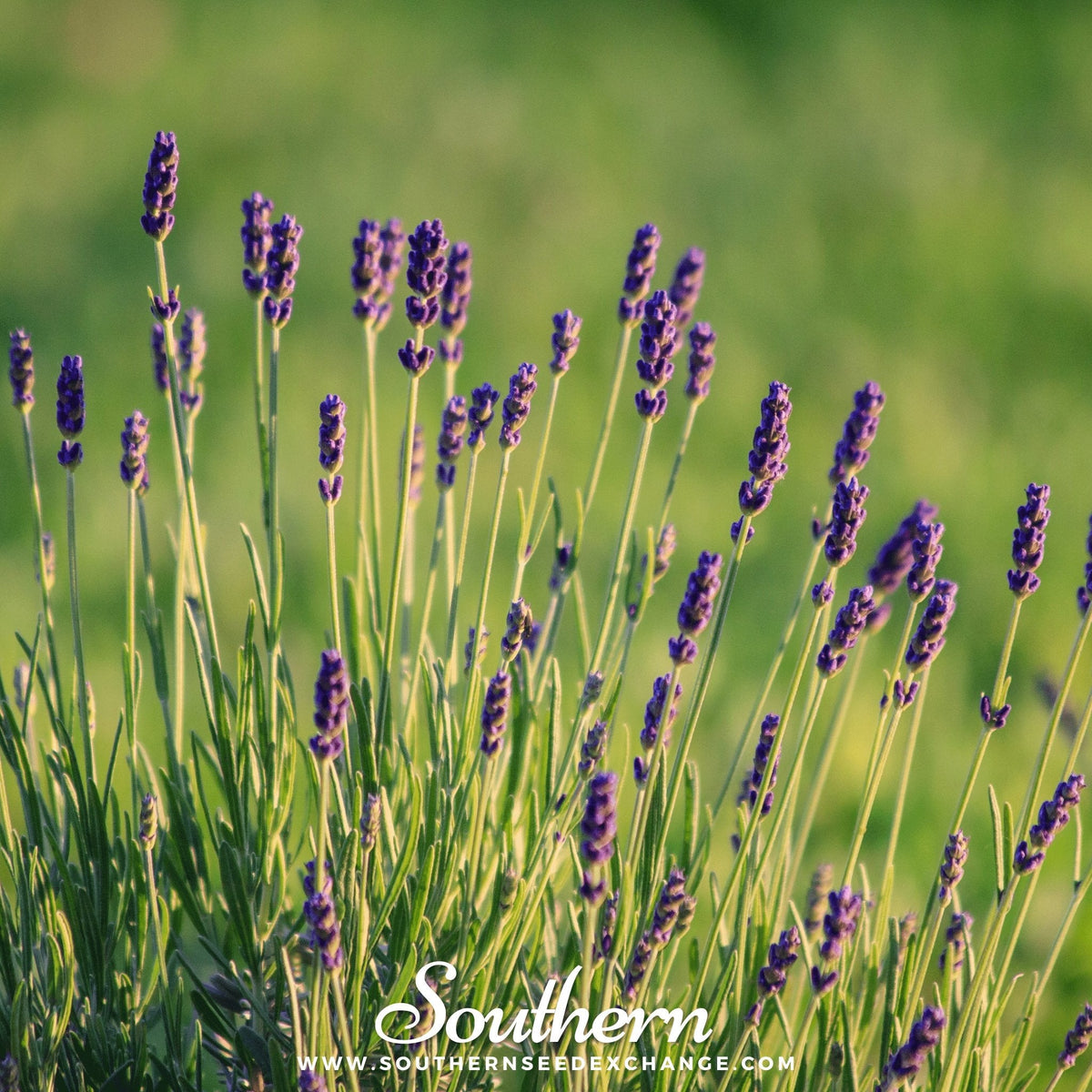 lavender plant starts Lavender, Munstead (Lavandula angustifolia) - 50 Seeds