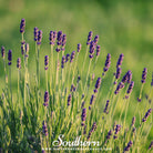 Lavender, Munstead (Lavandula angustifolia) - 50 Seeds seed packet from Seed Therapy – American - grown, heirloom seeds