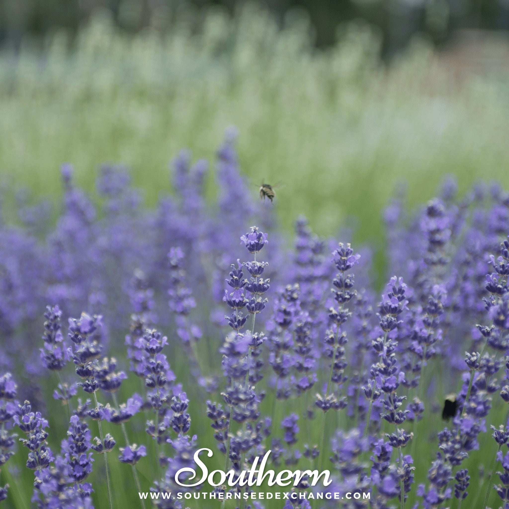 Lavender, Munstead (Lavandula angustifolia) - 50 Seeds seed packet from Seed Therapy – American - grown, heirloom seeds