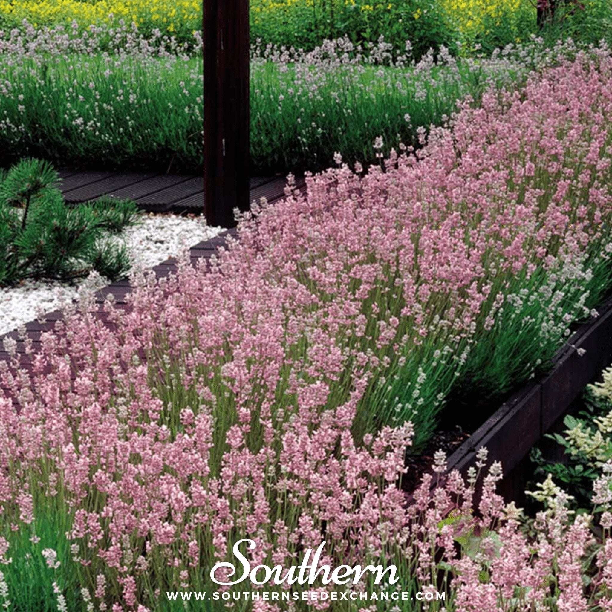 Lavender, Pink (Lavandula angustifolia rosea) - 20 Seeds seed packet from Seed Therapy – American - grown, heirloom seeds