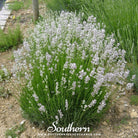 Lavender, Pink (Lavandula angustifolia rosea) - 20 Seeds seed packet from Seed Therapy – American - grown, heirloom seeds