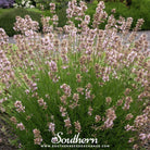 Lavender, Pink (Lavandula angustifolia rosea) - 20 Seeds seed packet from Seed Therapy – American - grown, heirloom seeds