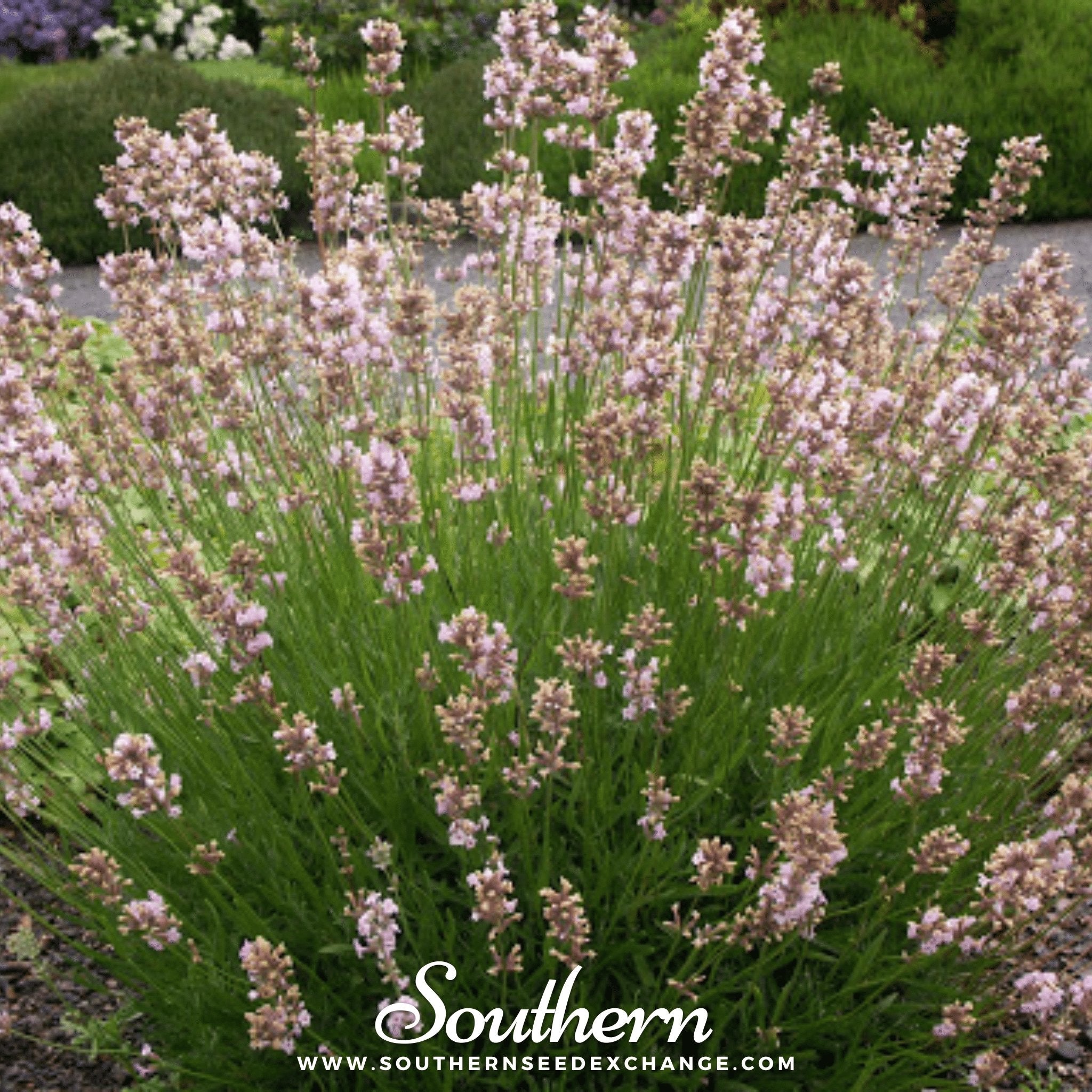 Lavender, Pink (Lavandula angustifolia rosea) - 20 Seeds seed packet from Seed Therapy – American - grown, heirloom seeds
